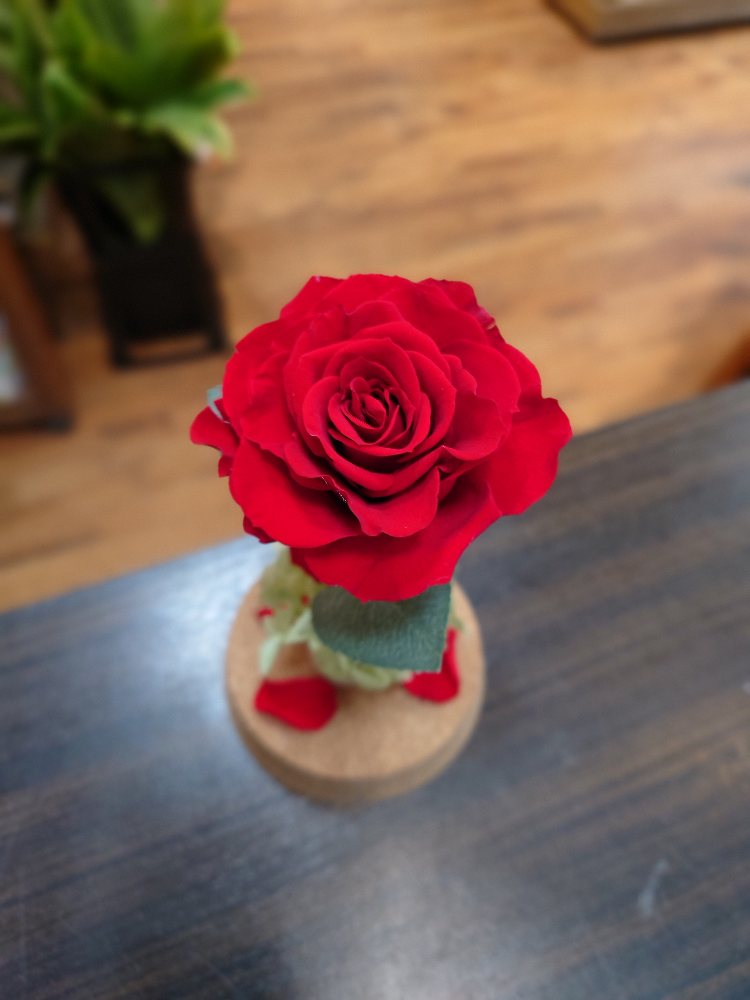 記念に残す1本の赤バラをガラスケースに