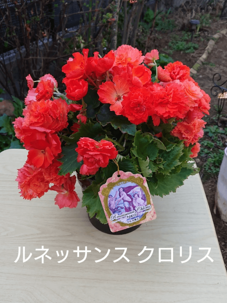 ルネッサンス(エラチオールベゴニア)