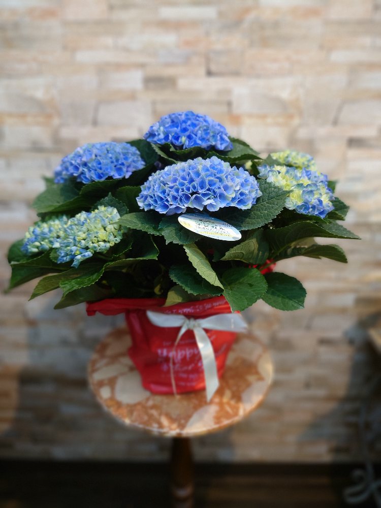 紫陽花アンティークカラーのマジカルレボリューション