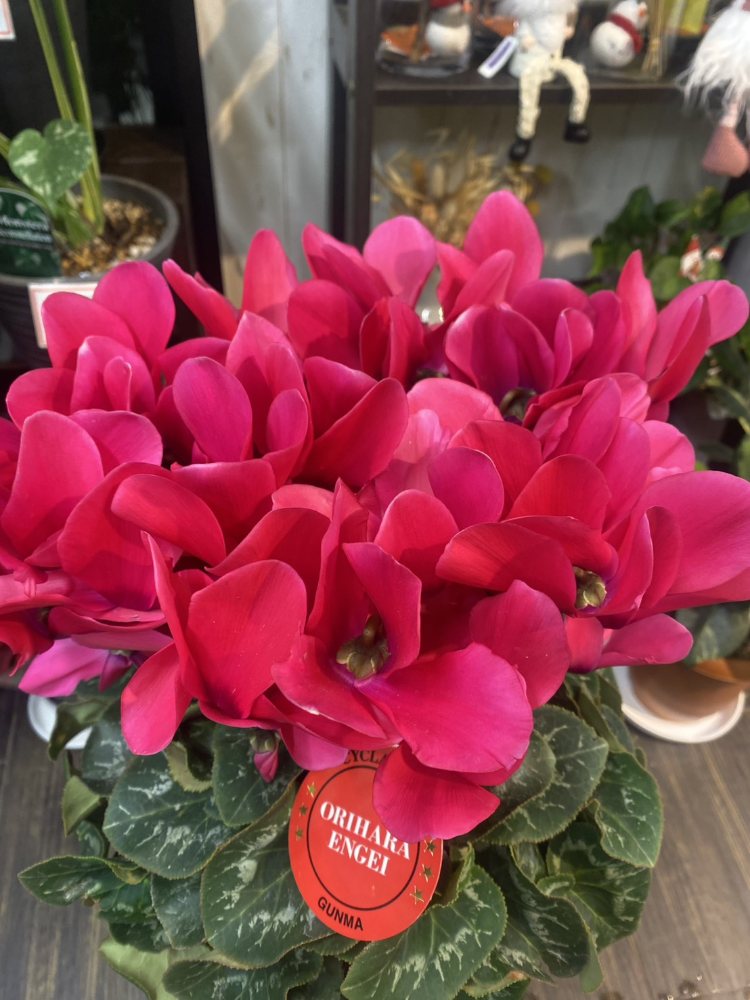 ボリュームたっぷり濃いピンク色のシクラメン