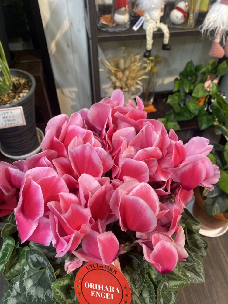 ボリュームたっぷり複色系ピンク色のシクラメン