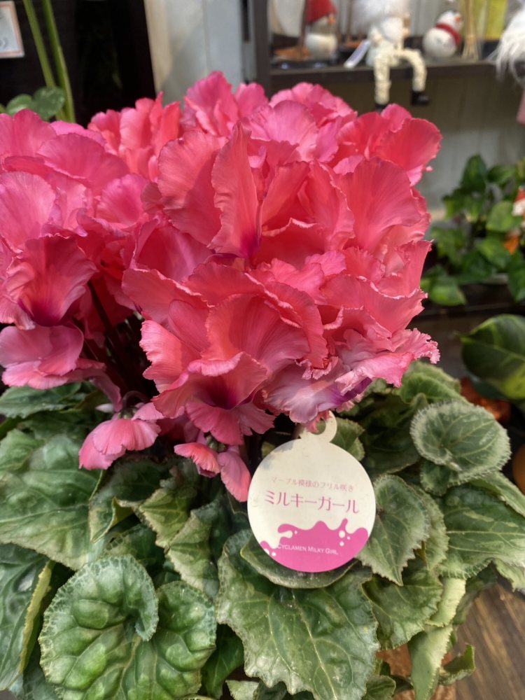ボリュームたっぷり濃いピンク色ミルキーガールのシクラメン
